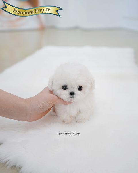 Teacup Bichon Frise Female [Bubble]