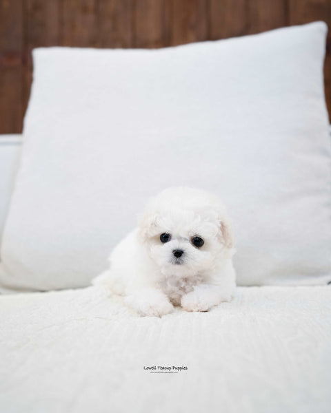 Teacup Bichon Frise Male [Richard] - Lowell Teacup Puppies inc