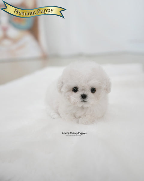 Teacup Bichon Frise Female [Bubble]