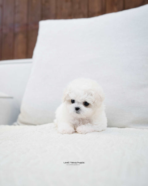 Teacup Bichon Frise Male [Richard] - Lowell Teacup Puppies inc
