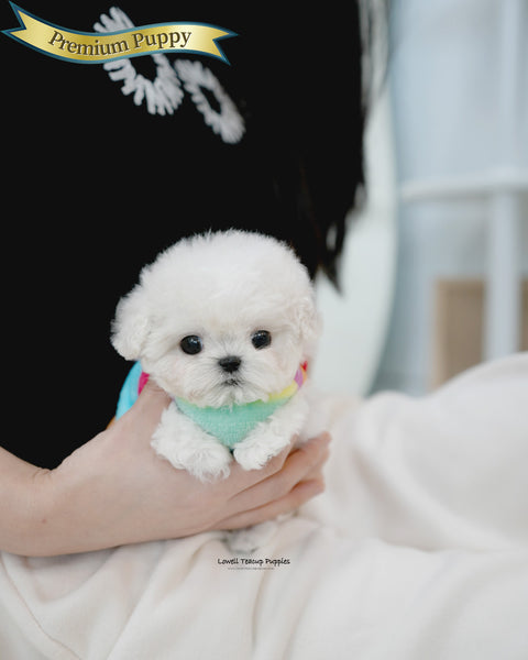 Teacup Bichon Frise Female [Bubble]