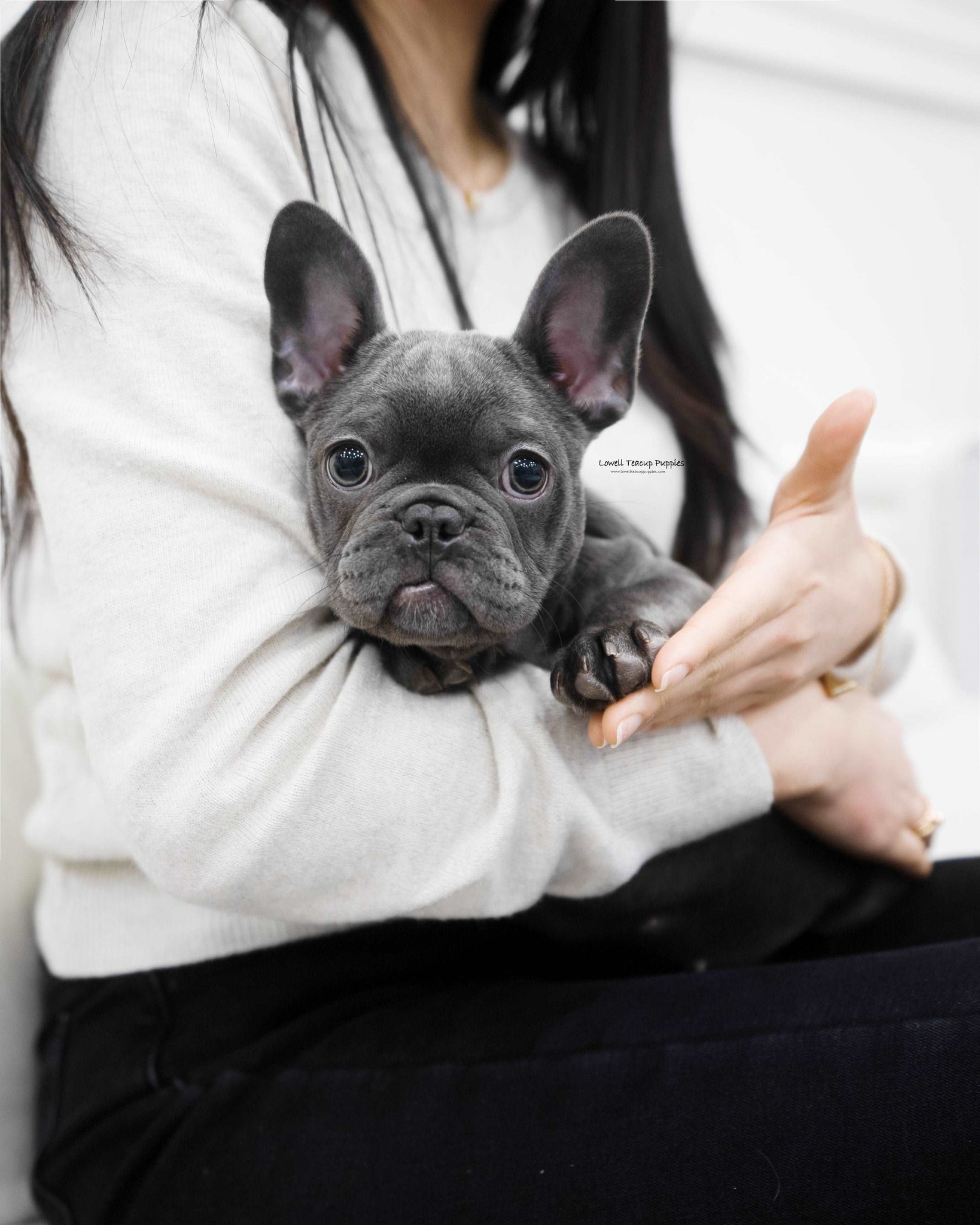 MIni French bulldog Female [Mimi]