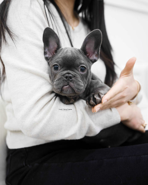 MIni French bulldog Female [Mimi]