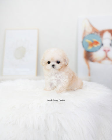 Teacup Poodle Male [Son]