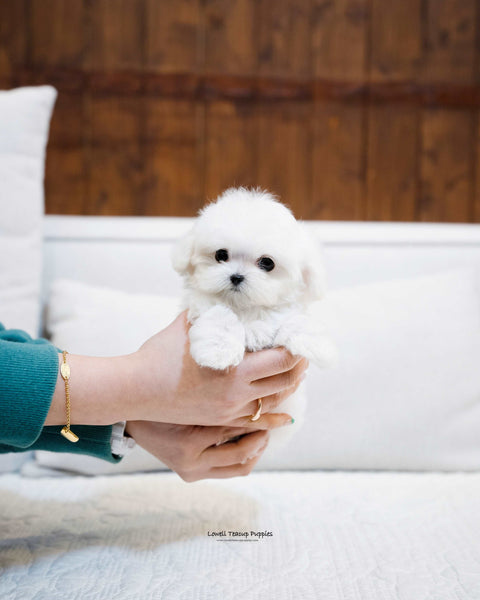Teacup Maltese Female [Mini] - Lowell Teacup Puppies inc