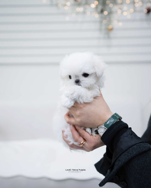 Teacup Maltese Female [Olivia] - Lowell Teacup Puppies inc