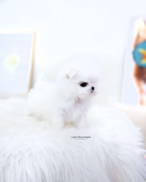 Teacup Maltese Male [Dove]