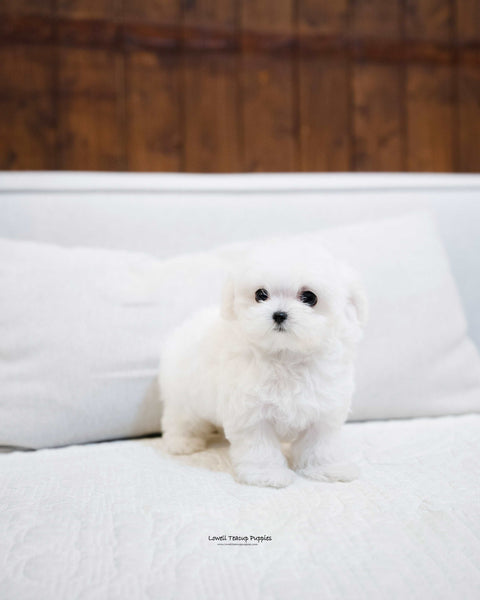 Teacup Maltese Female [Mini] - Lowell Teacup Puppies inc