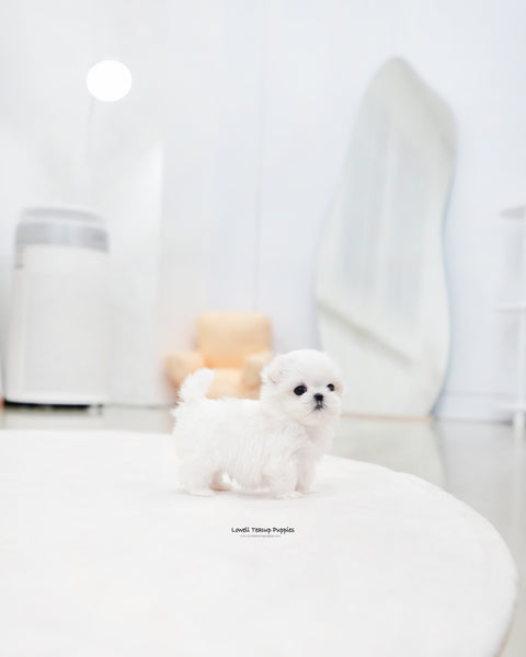 Teacup Maltese Male [Eli]