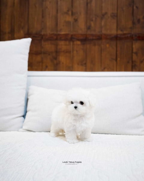 Teacup Maltese Female [Mini] - Lowell Teacup Puppies inc