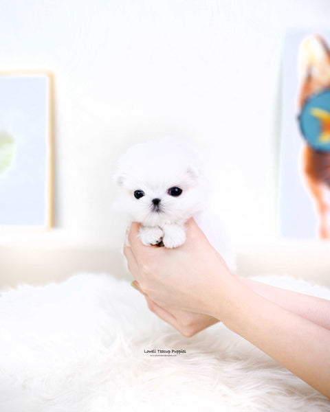 Teacup Maltese Male [Dove]