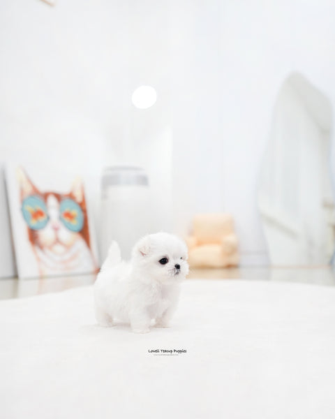 Teacup Maltese Male [Eli]