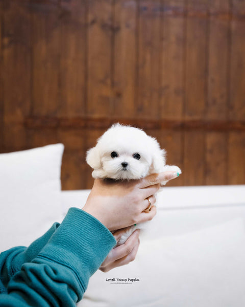 Teacup Maltese Female [Mini] - Lowell Teacup Puppies inc