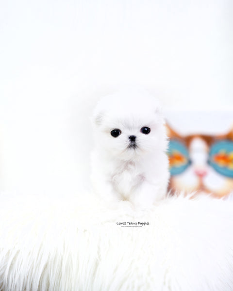 Teacup Maltese Male [Dove]