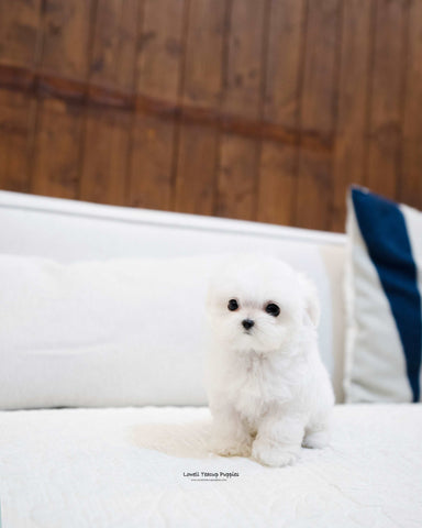 Teacup Maltese Female [Mini] - Lowell Teacup Puppies inc