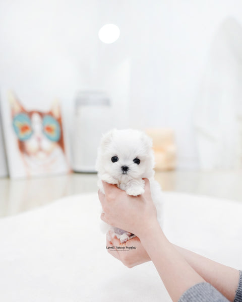 Teacup Maltese Male [Eli]