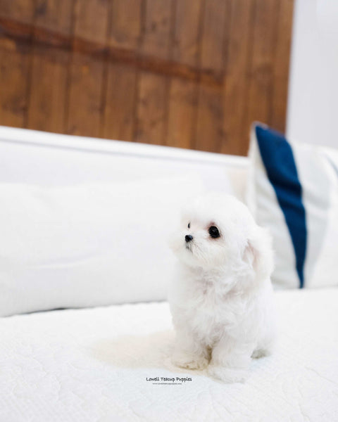 Teacup Maltese Female [Mini] - Lowell Teacup Puppies inc