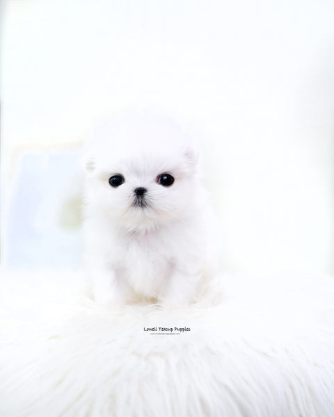 Teacup Maltese Male [Dove]