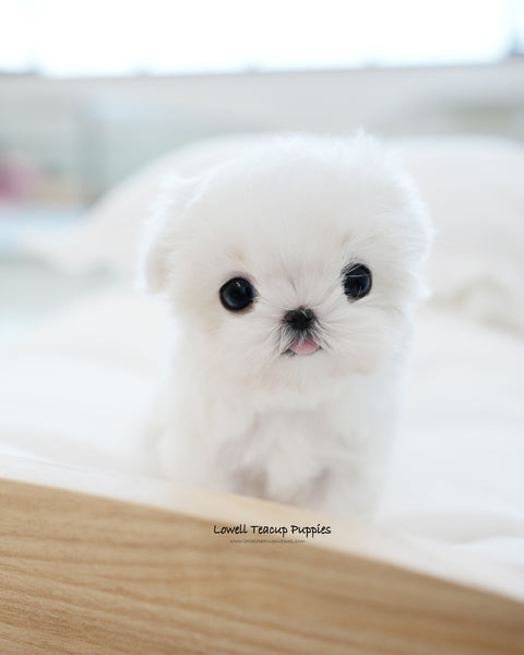 Teacup Maltese Female [Frida]