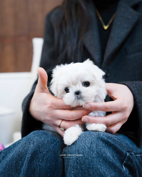 Teacup Maltese Female [jessica] - Lowell Teacup Puppies inc