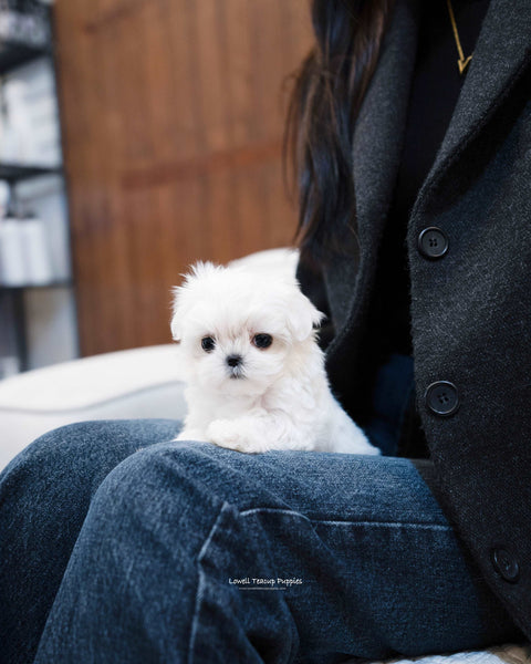 Teacup Maltese Female [jessica] - Lowell Teacup Puppies inc