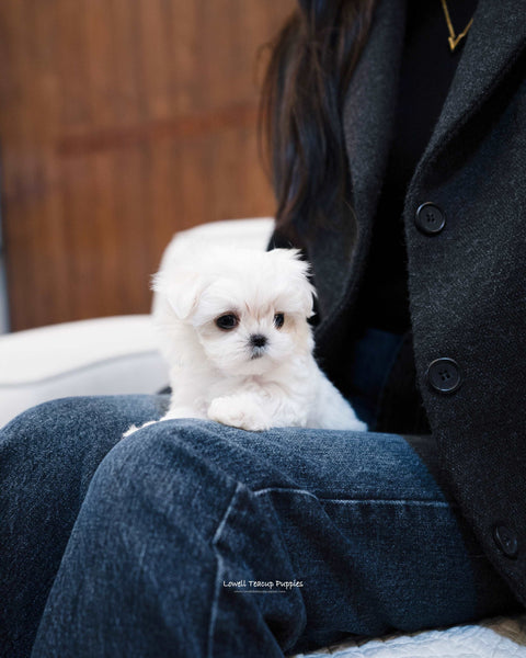 Teacup Maltese Female [jessica] - Lowell Teacup Puppies inc