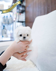 Teacup Maltese Female [jessica] - Lowell Teacup Puppies inc