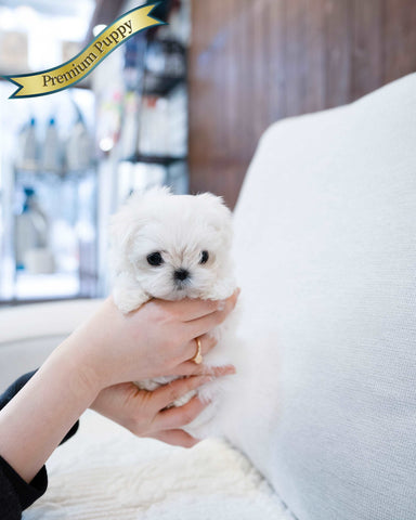 Teacup Maltese Female [jessica] - Lowell Teacup Puppies inc