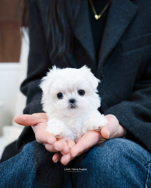 Teacup Maltese Female [jessica] - Lowell Teacup Puppies inc