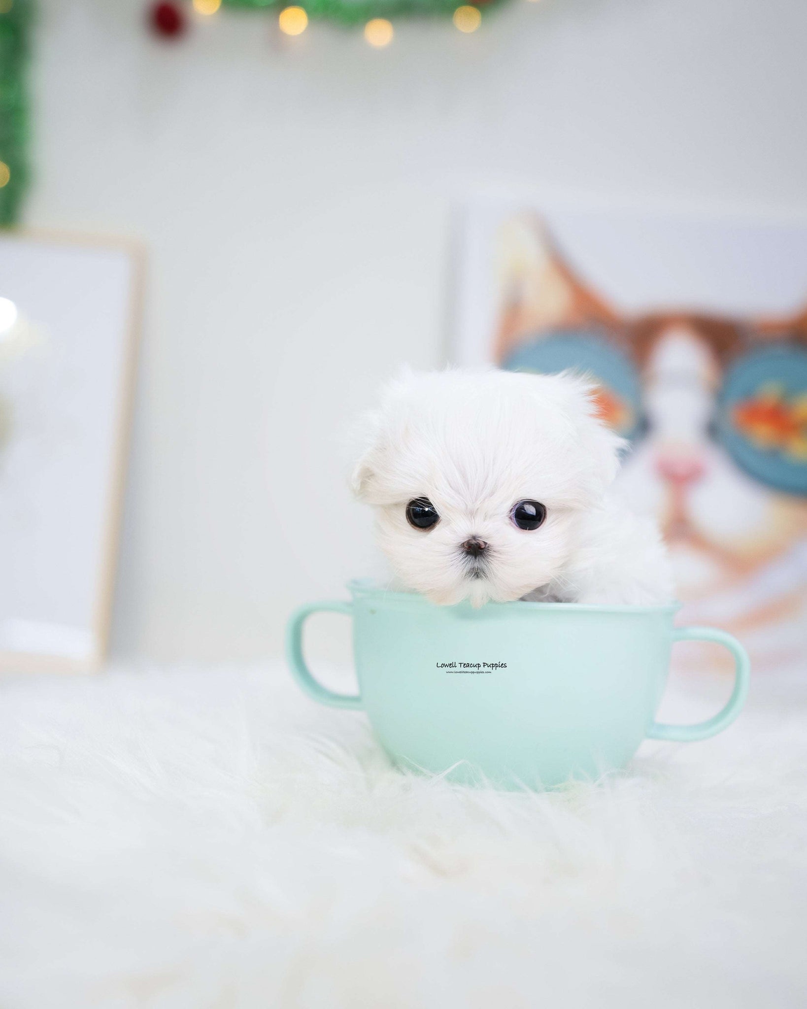 Teacup Maltese Female [Tiffany]