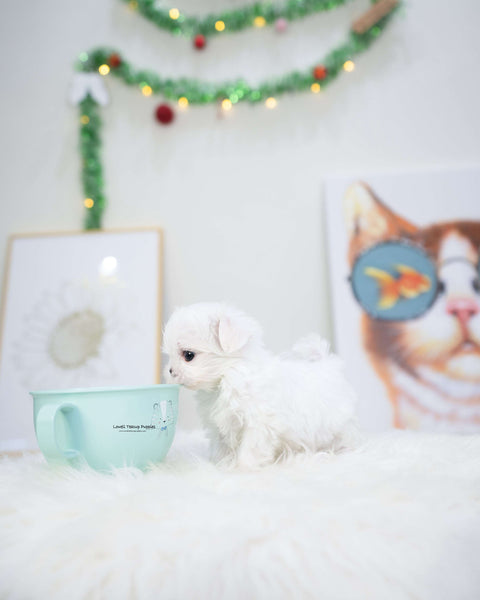 Teacup Maltese Female [Tiffany]