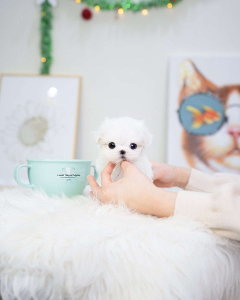 Teacup Maltese Female [Tiffany]