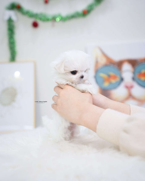 Teacup Maltese Female [Tiffany]