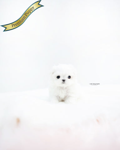 Teacup Maltese Female [Evie]