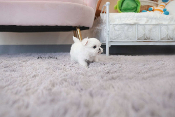 Teacup Maltese Male [Louie] - Lowell Teacup Puppies inc