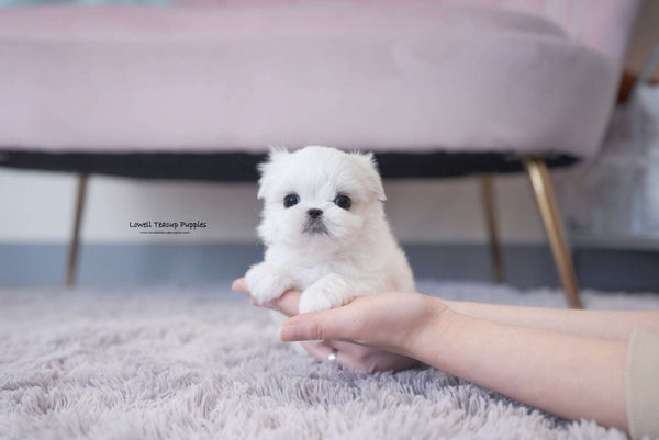 Teacup Maltese Male [Louie] - Lowell Teacup Puppies inc