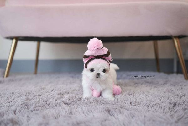 Teacup Maltese Male [Louie] - Lowell Teacup Puppies inc