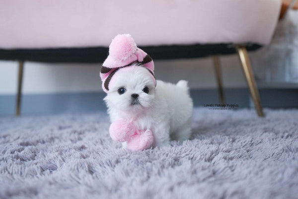 Teacup Maltese Male [Louie] - Lowell Teacup Puppies inc