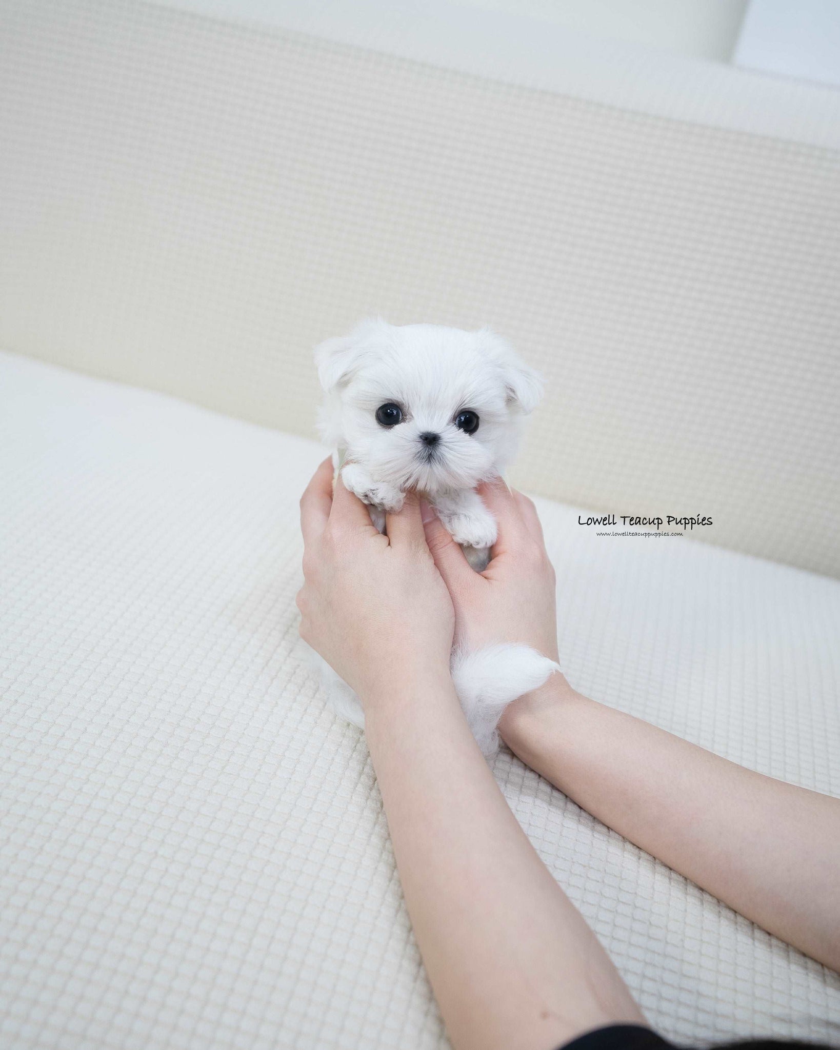 Teacup Maltese Male [Buzz]