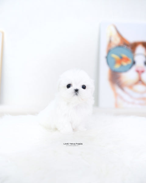 Teacup Maltese Female [Reese]