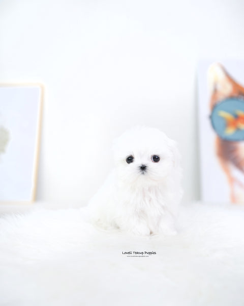 Teacup Maltese Female [Reese]