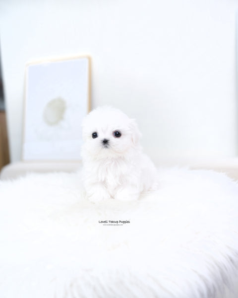 Teacup Maltese Female [Reese]