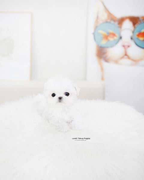 Teacup Maltese Male [Orion]