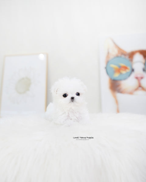 Teacup Maltese Male [Orion]