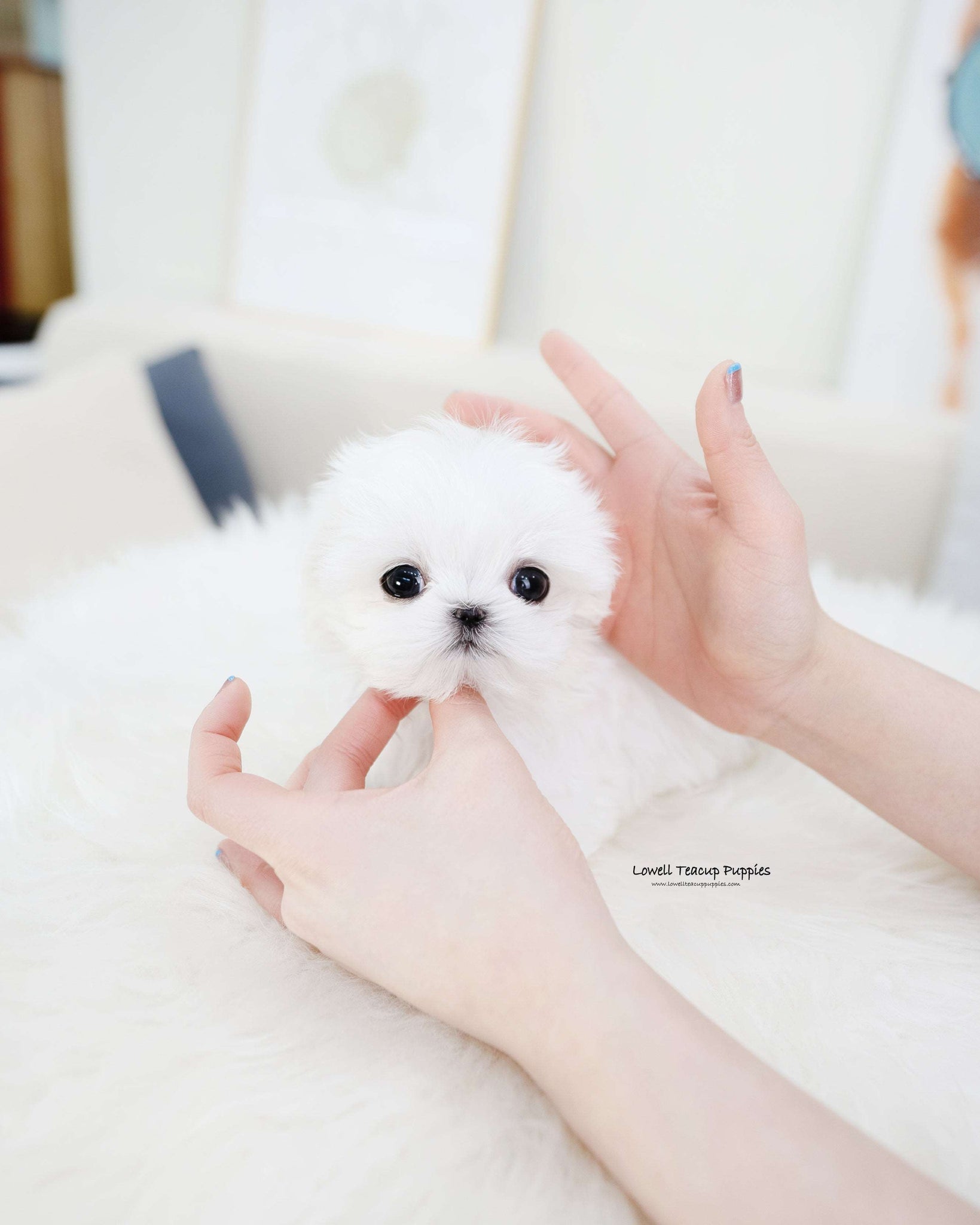 Teacup Maltese Male [Orion]