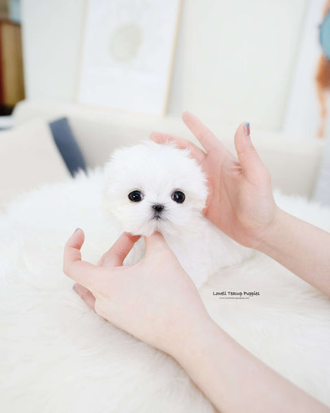 Teacup Maltese Male [Orion]