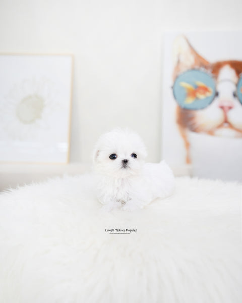 Teacup Maltese Male [Orion]