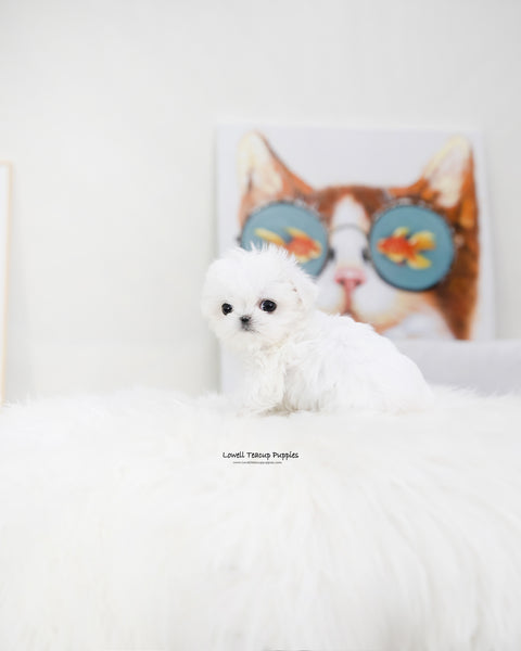 Teacup Maltese Male [Orion]