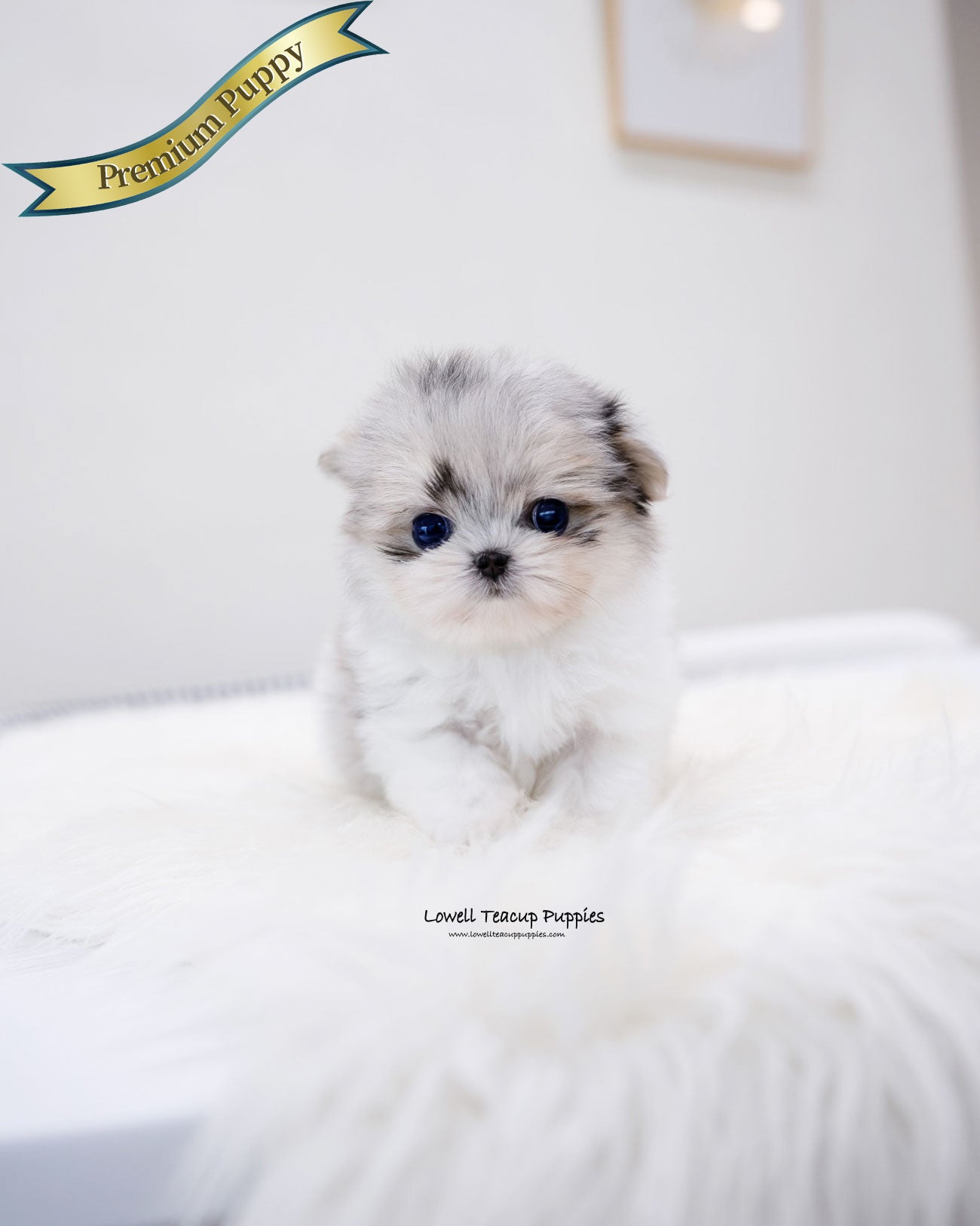 Teacup Maltipom Female [Raya]