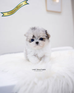 Teacup Maltipom Female [Raya]